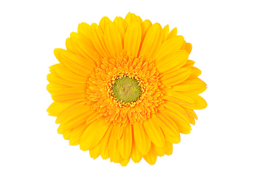 Bright yellow Gerbera Daisy on a white background.