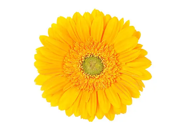Photo of Portrait of bright yellow Gerbera daisy on white background