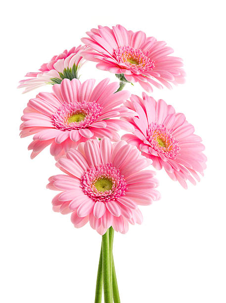 pink daisies (with clipping path) - pink flowers stockfoto's en -beelden