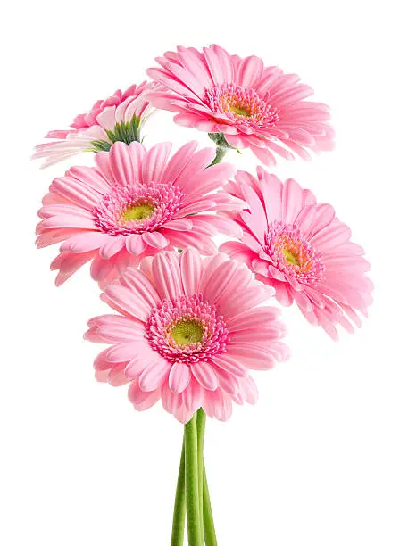 Pink Gerbera flowers bouquet. Isolated on white background with Clipping Path.