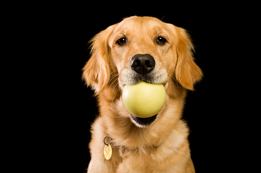 A two year old Golden Retriever dog holding a yellow ball in her mouth against a black background \