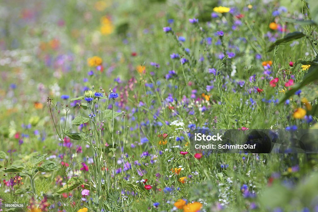 Sommer-Wiese  - Lizenzfrei Blume Stock-Foto