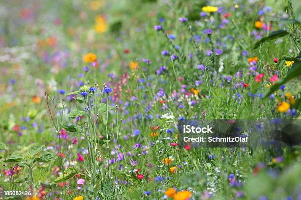 Sommerwiese Stockfoto und mehr Bilder von Blume - Blume, Blumenbeet, Blüte