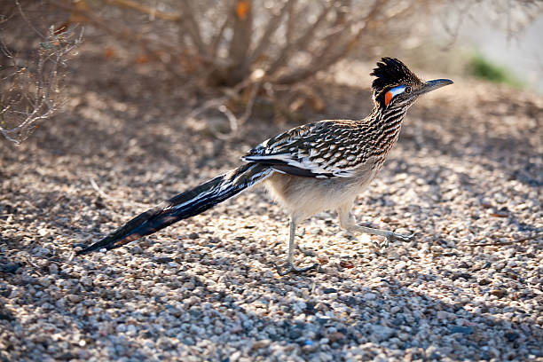 road runner - desert animals stock-fotos und bilder