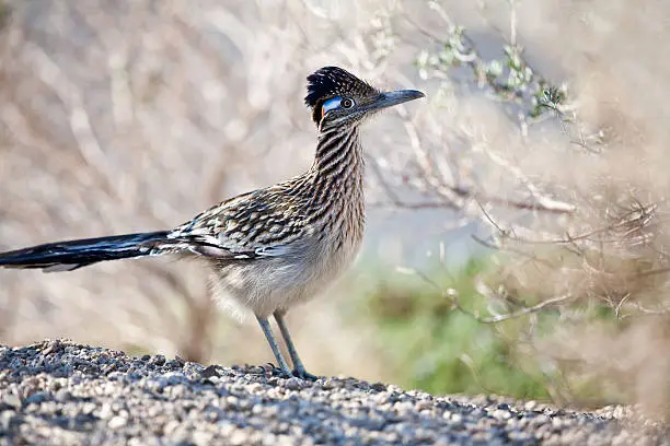 A roadrunner in its natural environment in California.