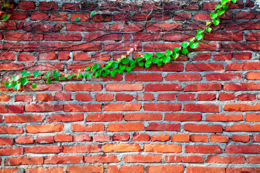 Green plants framing old brick wall