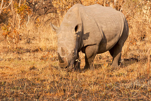 istock Mature Male White Rhino 185083079