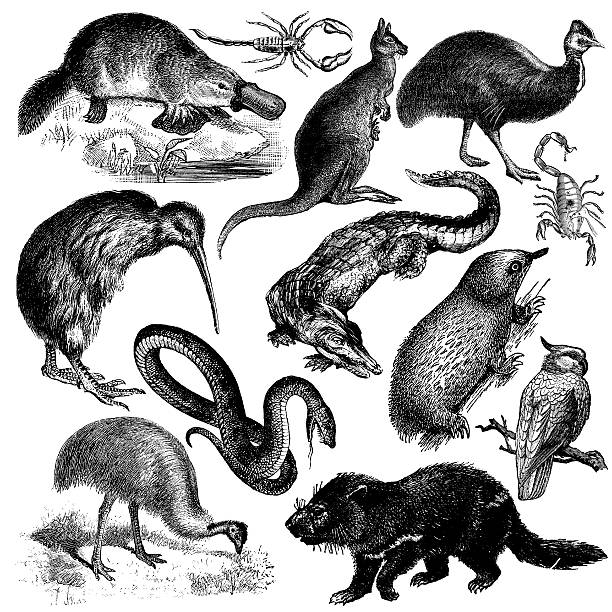 typical australian animals | vintage wildlife animal illustrations - 塔斯曼尼亞 插圖 幅插畫檔、美  工圖案、卡通及圖標