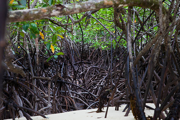 istock Mangrove on tropical island, Philippines 185083165