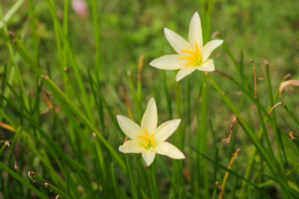 istock white flowers from a plant with the scientific name Zephyranthes candida, which includes medicinal plants 1850833819