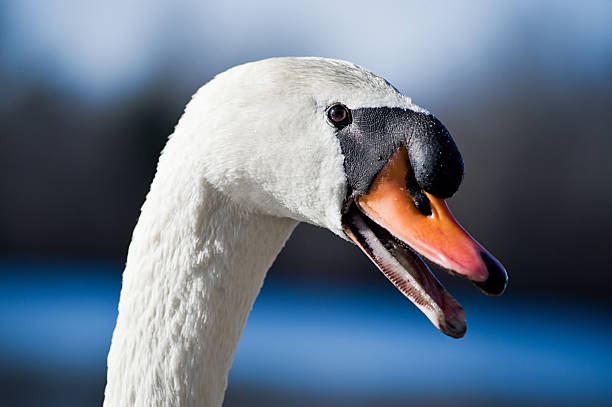 Swan Profile stock photo