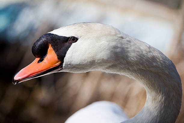 Swan neck stock photo