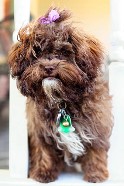 istock Little Shihpoo Puppy 185083482