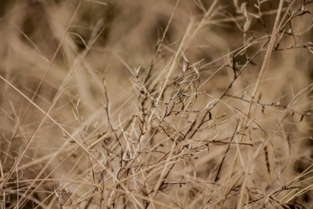 close up dry grass as nature background