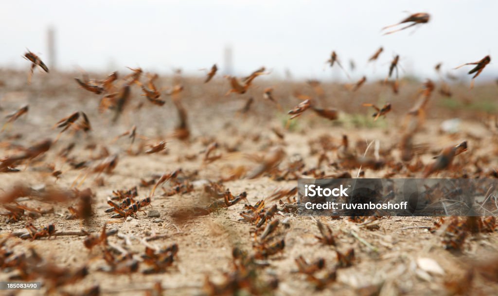 swarm of locusts - Lizenzfrei Nutzpflanze Stock-Foto