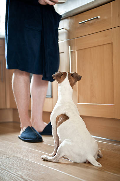 istock Dog waiting for food 185083498
