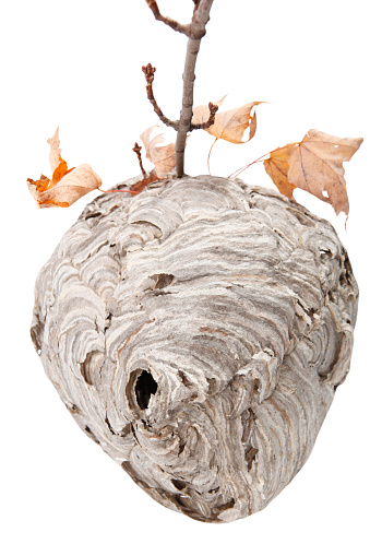 Big wasp's nest with autumnal maple leaves and branch with Buds. All is on a white background.