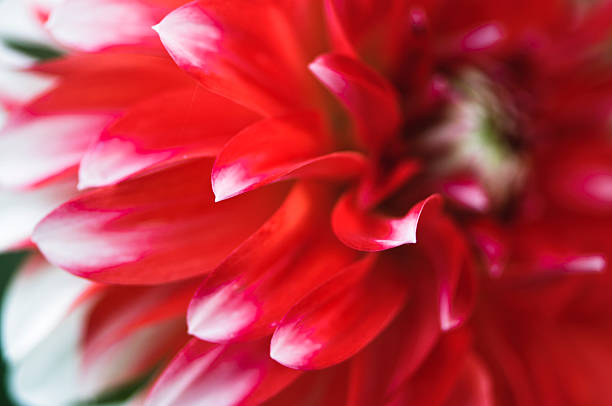 istock Red dahlia flower petals 185084178