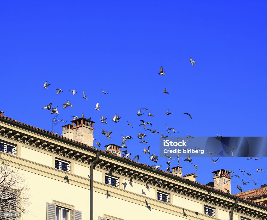 Birds flock flying Birds flock flying on blue sky Animal Stock Photo
