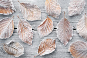 Leaves covered in frost