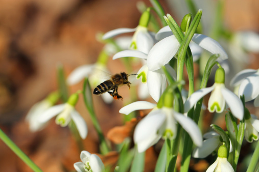 A bee gathering pollen from a snowdrop