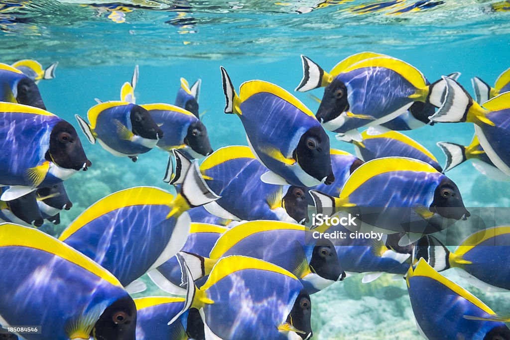 Powder Blue Surgeonfish shoal of powder blue surgeonfish play and dance underwater Maldives Stock Photo