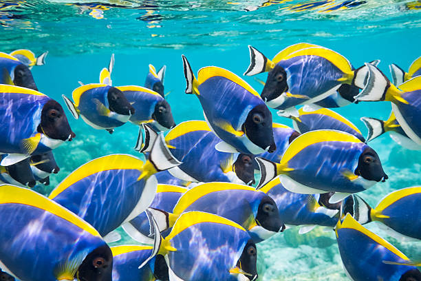 Powder Blue Surgeonfish shoal of powder blue surgeonfish play and dance underwater surgeonfish stock pictures, royalty-free photos & images