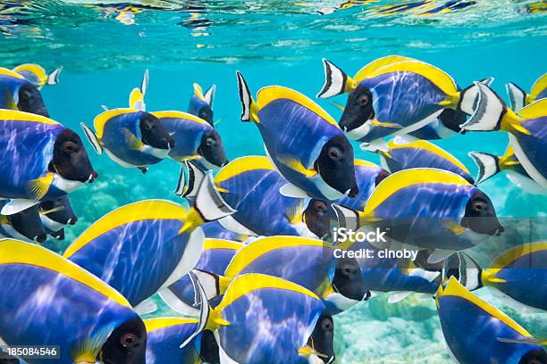 Powder Blue Surgeonfish Stock Photo - Download Image Now - Maldives, Fish, School of Fish