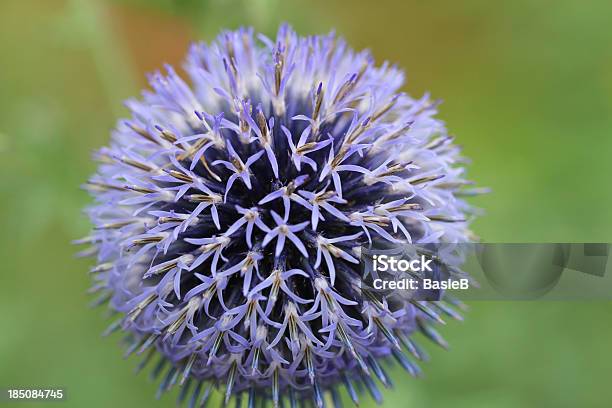 엉겅퀴echinops Bannaticus 0명에 대한 스톡 사진 및 기타 이미지 - 0명, 꽃 한송이, 꽃-꽃의 구조