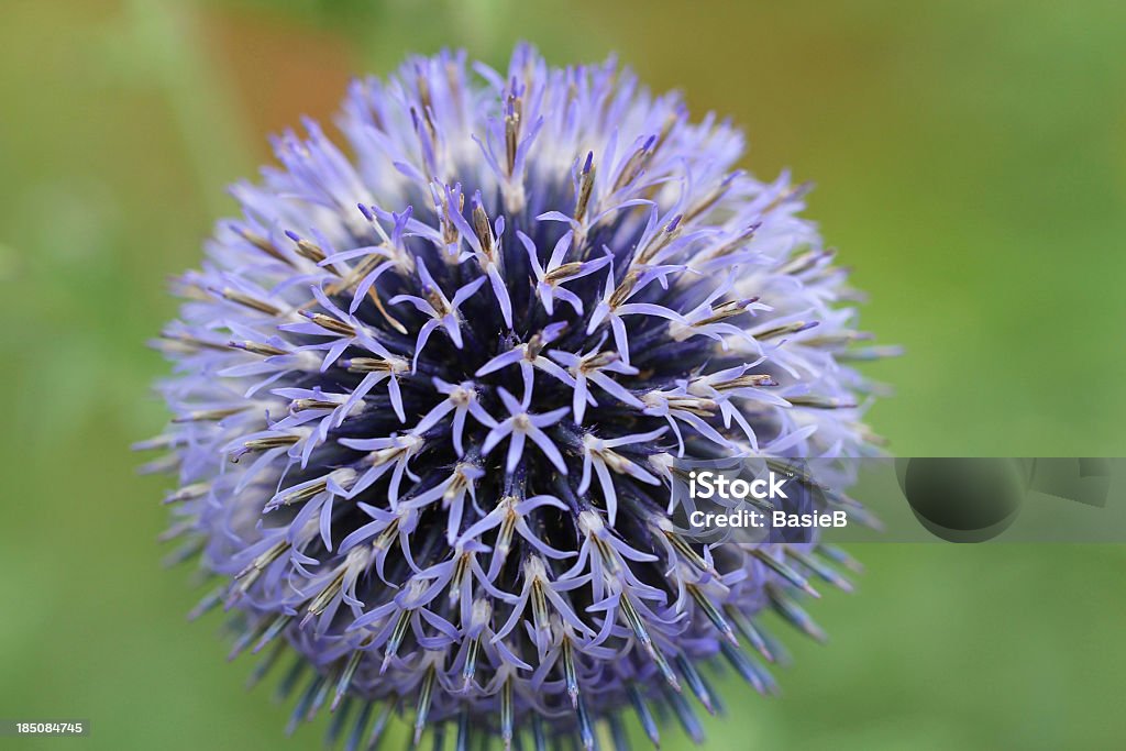 Cardo esférico-Echinops bannaticus - Foto de stock de Azul royalty-free