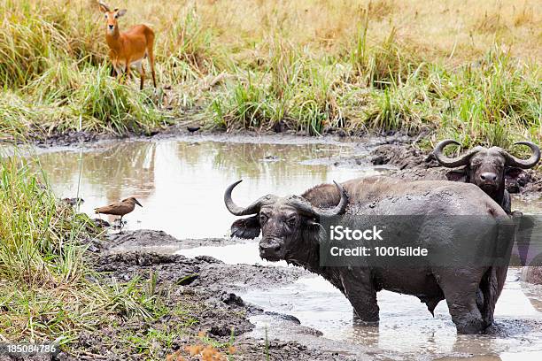 Buffaloes In Queen Elizabeth National Park Mud Bath Stock Photo - Download Image Now