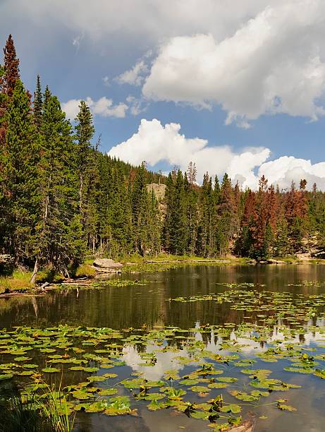 Rocky Mountain National Park "The Rocky Mountain National Park outside of Estes Park in Colorado.To see some of my personal favorites, please visit my lightbox." lily lake rocky mountains colorado stock pictures, royalty-free photos & images