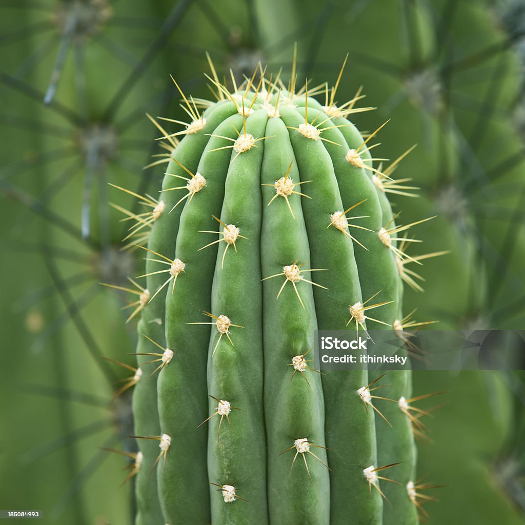 Cactus - Zbiór zdjęć royalty-free (Kaktus)