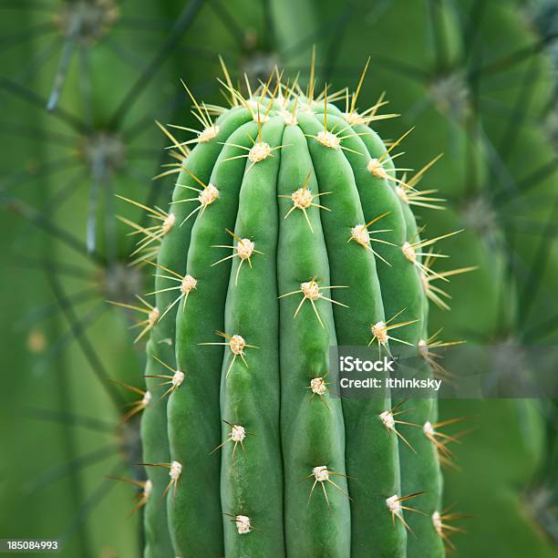 Cactus - zdjęcia stockowe i więcej obrazów Kaktus - Kaktus, Efekt faktury, Kadr wypełniony