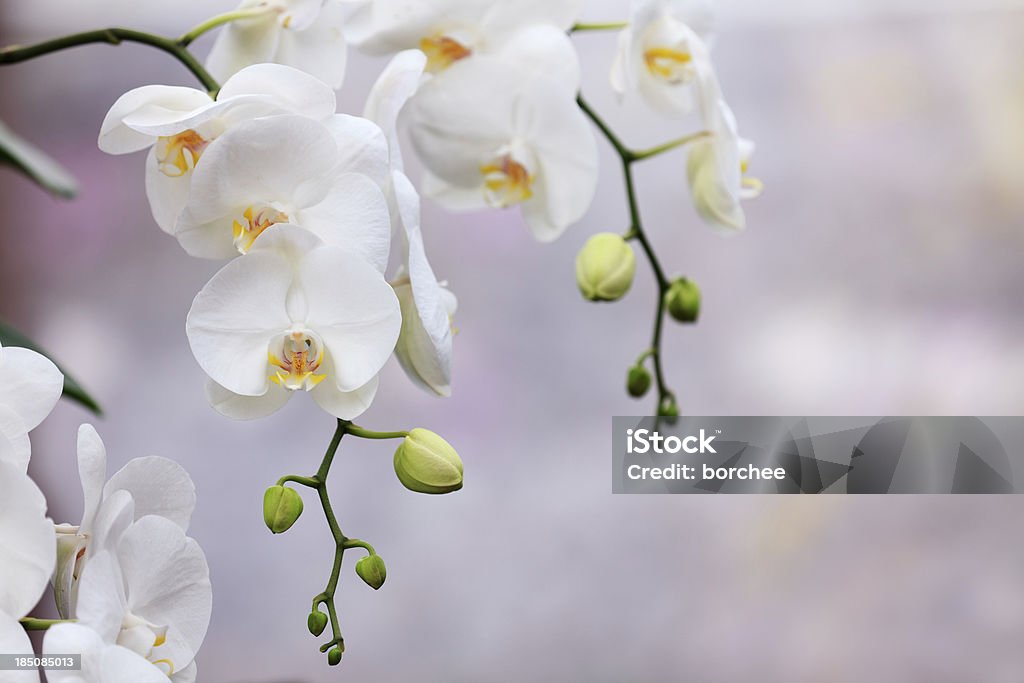 Orquídeas blancas - Foto de stock de Orquídea libre de derechos