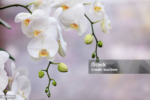 Photo libre de droit de Orchidées Blanches banque d'images et plus d'images libres de droit de Orchidée - Orchidée, Blanc, Phalaenopsis