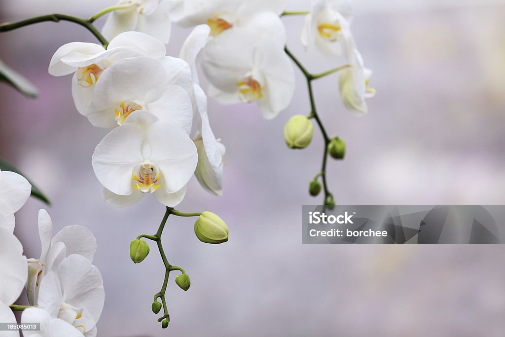 White Orchids Beautiful white orchids. Orchid Stock Photo