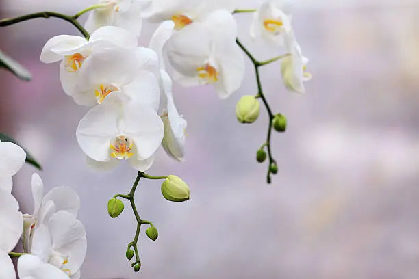 Beautiful white orchids.