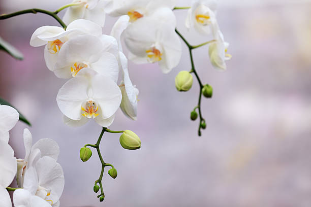 белых орхидеи - bud yellow plant nature стоковые фото и изображения