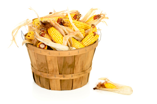 Dried corn in a bushel basket on 255 white.