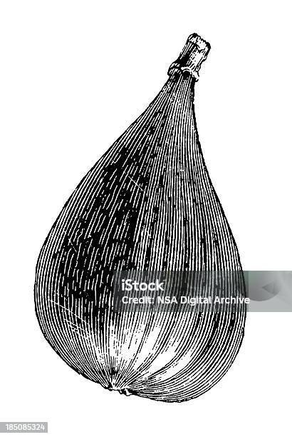 Owoce Figowca Ilustracjevintage Rolnik Garden Clipartów - Stockowe grafiki wektorowe i więcej obrazów Bez ludzi