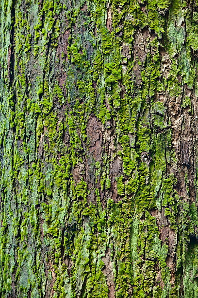 Photo of Green moss on tree trunk