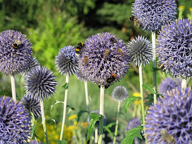 Bees on a blue globe thistle - Echinops bannaticus