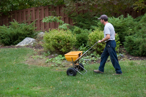 Man spreads fertilzer on a lawn20101002020See more in my Landscapers lightbox: