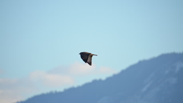 Red-Tailed Hawk flying through the sky with snow capped mountains