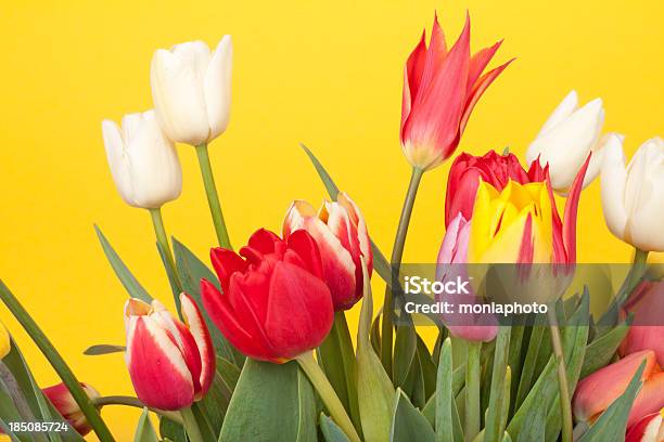 Tulipanes Frescas Foto de stock y más banco de imágenes de Amarillo - Color - Amarillo - Color, Belleza, Belleza de la naturaleza