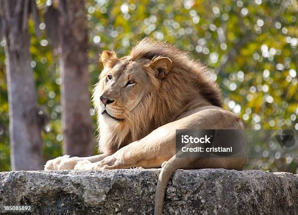 Photo libre de droit de Lion banque d'images et plus d'images libres de droit de Zoo - Zoo, Lion, Afrique