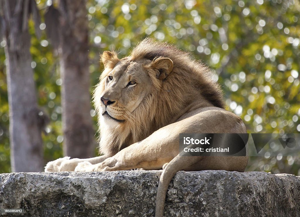 Leone - Foto stock royalty-free di Zoo - Struttura con animali in cattività