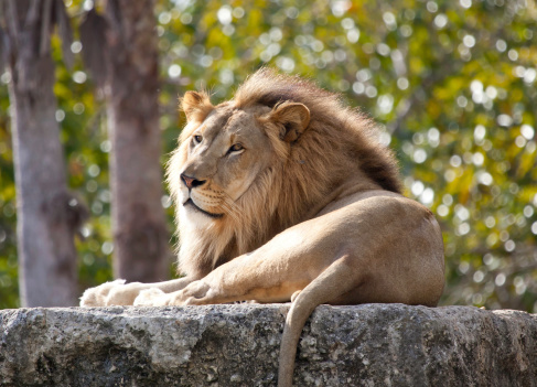 Male lion resting.