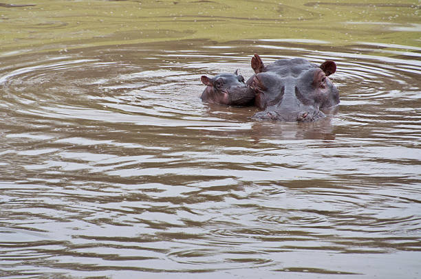 Wild Newborn Baby Hippopotamas calf and Mother In Africa stock photo